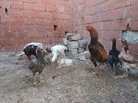 Chickens — photo 3