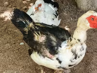 Alman Pekin — foto 4
