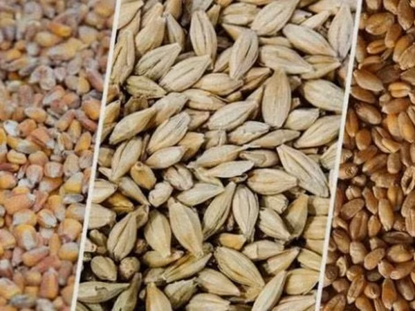 Продаю кукурузу пшеницу и ячмень