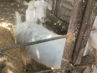 Goat, Goats — photo 3