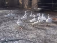 Geese — foto 1