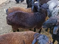 Beran, Arabi sheep — foto 6