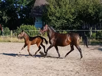 母马, Lipizzaner — 照片 4