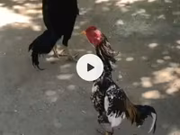 Chickens — photo 3