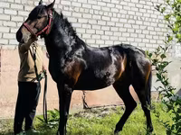 At, Swedish warmblood horse — foto 1