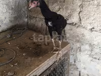Chickens — photo 4