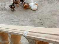 German Pekin — photo 4