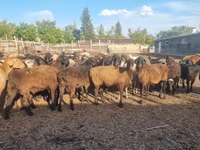 Qoʻy, Hissar sheep — 1-rasm