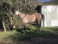 At, Arabian horse — foto 8