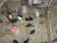 ऑस्ट्रेलॉर्प — फ़ोटो 2