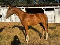 Klisna, Dutch warmblood horse — foto 4