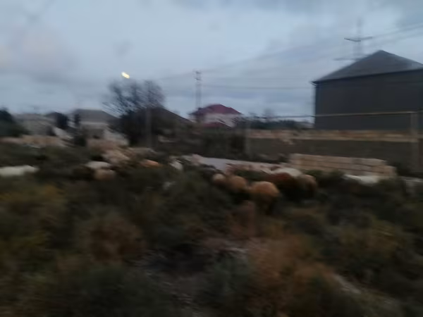 Sheep (batch, sex not specified), Sheep — Azerbaijan