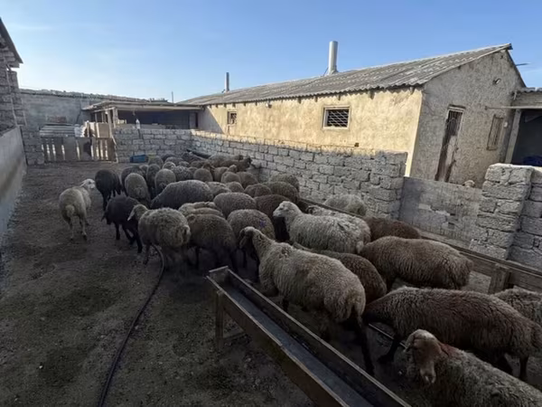 Qoç, Qoyunlar — Azərbaycan