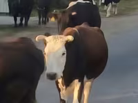 Krowa, Latvian Blue cattle — zdjęcie 5