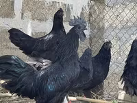 Ayam Cemani — photo 2