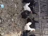 Chickens — الصورة 2