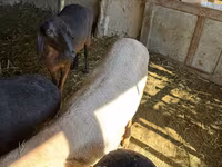 Qoyun, Arashan sheep — foto 4