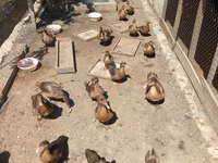 Ducks — foto 5