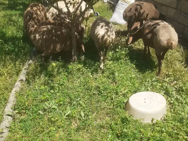 Qoyun, Karakul sheep