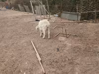Koza, Saanen goat — foto 4