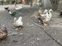 Ducks — 照片 5