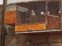 Ձեռքի սարքած սիրուն բներ — الصورة 2