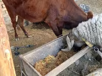 Cow, Cattle — photo 1