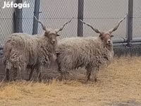 Carneiro, German Grey Heath sheep — foto 1