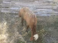 Ram, Sheep — photo 7