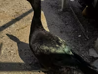 Ducks — foto 1