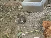 Chickens — Foto 5