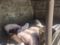 Boar, Pigs — photo 6
