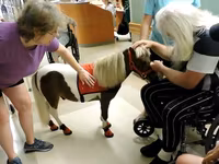 Madyan, Miniature horse — foto 1