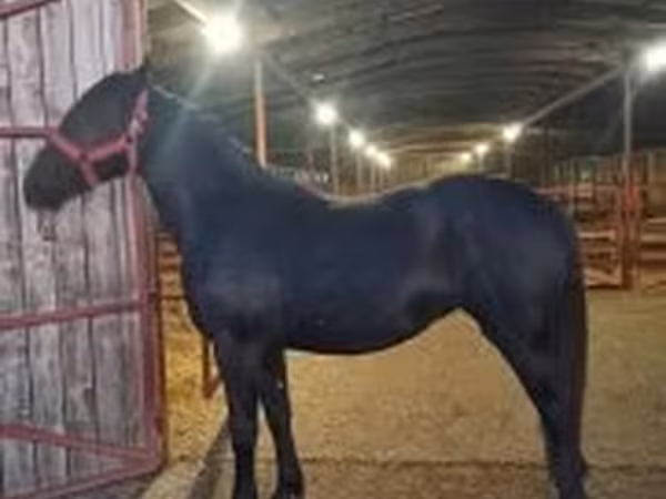Klisna, Nonius horse