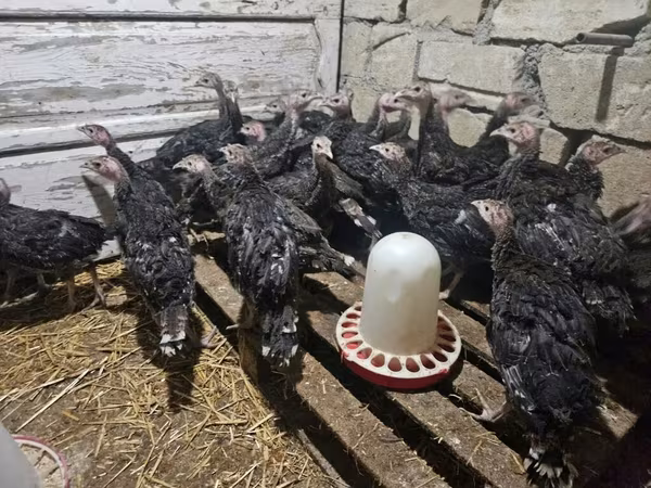 Bürünc