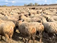 Sheep, Sheep — photo 4