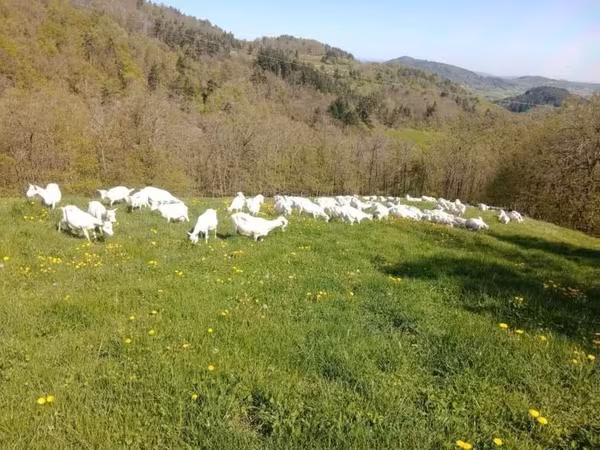 Dişi keçi, Saanen goat