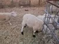 Baran, Cerry Hill sheep — zdjęcie 2