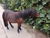 公马, Shetland Pony — 照片 5