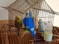 Məhsul: dalmatin və klassik rəng kombinasiyalarında nimfa/budgerigar — 照片 2