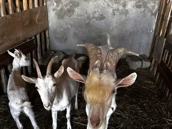 Dişi keçi, Saanen goat — Azərbaycan