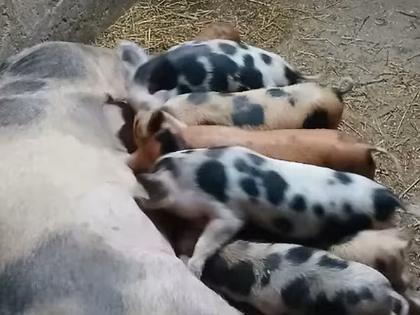 Porca, Porcos
