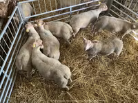Qoyun, Charollais sheep — foto 4