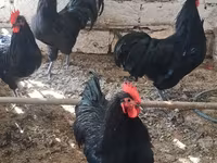 Chickens — photo 1
