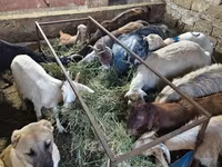 Goats (batch, sex not specified), Goats — photo 6