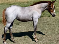 Madyan, Quarter Horse — foto 1