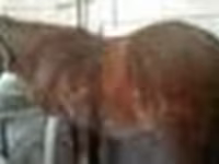 Égua, Kazakh horse — foto 6