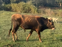 Bull, Cattle — photo 2