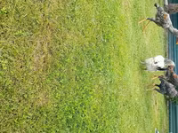 Chickens — foto 6
