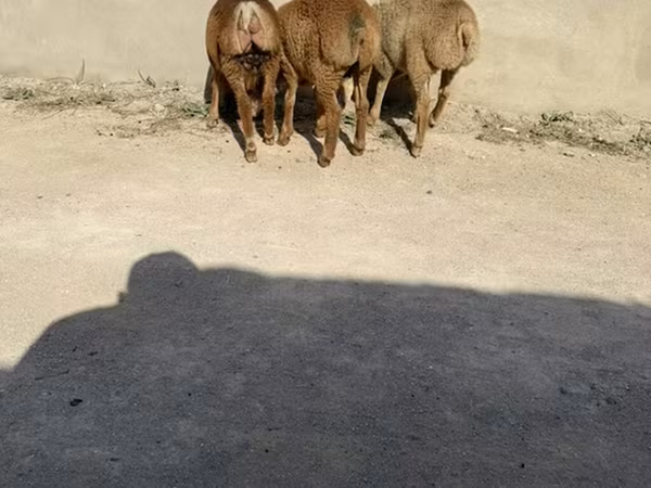 Qoyun, Qoyunlar — Azərbaycan